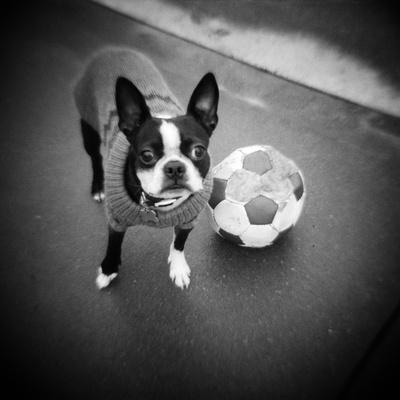 Boston Terrier with Soccer Ball — Fun Poster