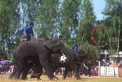 Elephants Playing Soccer — Thailand Poster