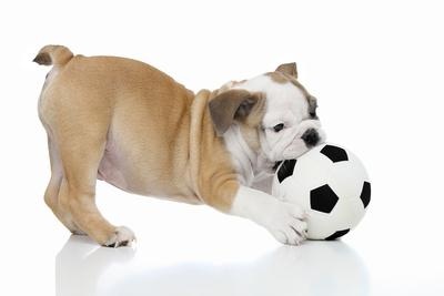 Bulldog Puppy with Soccer Ball — Poster